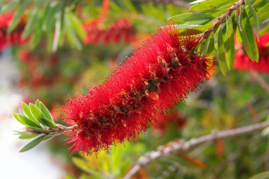 Şişe fırçası çiçeği, veya Callistemon linearis, ilkbaharda çiçek açar.