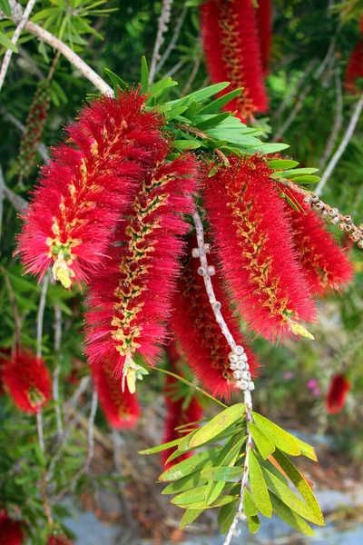 Şişe fırçası çiçeği, veya Callistemon linearis, ilkbaharda çiçek açar.