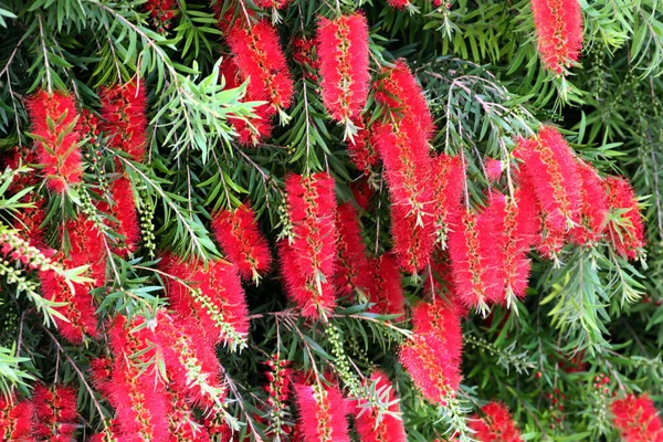 Şişe fırçası çiçeği, veya Callistemon linearis, ilkbaharda çiçek açar.