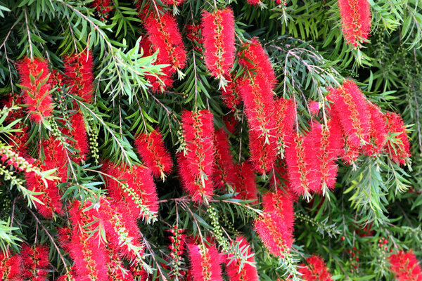 Bottlebrush flower, or Callistemon linearis, in bloom at springtime