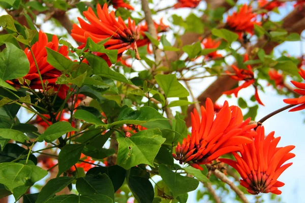 Indian Coral Tree Erythrina Variegata Flowers Tree — Stock Photo, Image