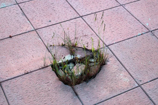 Grass Grows Cracked Stone Tiles — Stockfoto