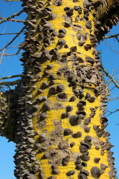 Spiky Trunk Silk Floss Tree Ceiba Speciosa — ストック写真