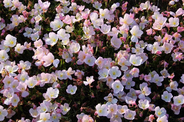 Pinkladies Evening Primrose Flowers Oenothera Speciosa — Stockfoto