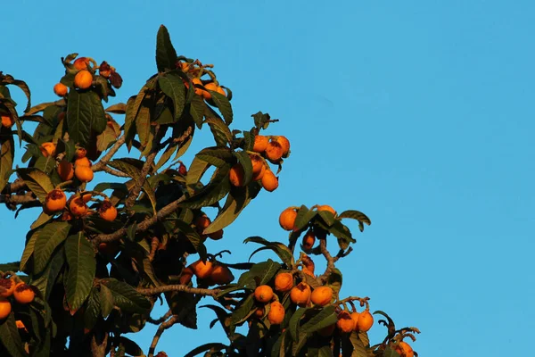 Japán Loquat Vagy Eriobotrya Japonica Friss Érett Gyümölcse — Stock Fotó