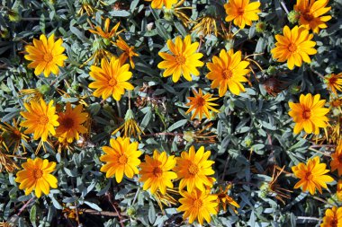 Hazine çiçekleri ya da çiçek tarhında açan Gazania zenginleri.