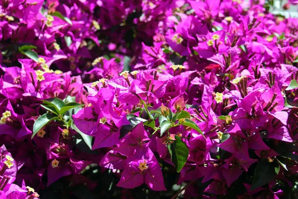 Rózsaszín Papírvirágok Vagy Bougainvillea Glabra Virágok Kertben — Stock Fotó