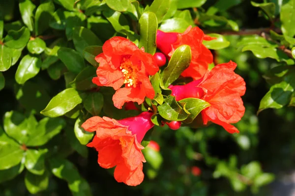 Granada Flores Punica Granatum Arbusto —  Fotos de Stock
