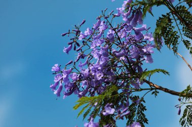 Çiçekli mavi jakaranda, Jacaranda mimozofolisi çiçekleri