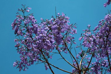 Çiçekli mavi jakaranda, Jacaranda mimozofolisi çiçekleri