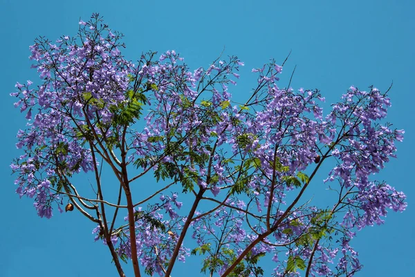 Blue jacaranda in blossom, Jacaranda mimosifolia flowers