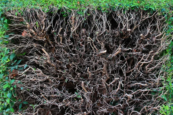 Cross Section Hegde Green Dry Bush — Stock Photo, Image