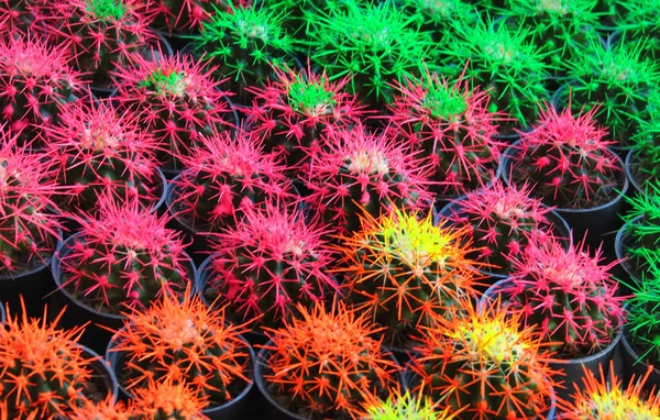 Цветные Кактусы Цветочных Горшках Абстрактный Творческий Кактус Саженцы Украшения Дома — стоковое фото