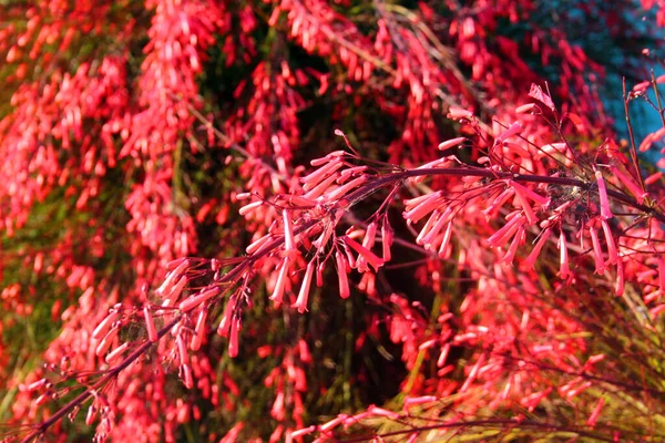 Цветы Фейерверков Russelia Equisetiformis Кусте Фонтана — стоковое фото
