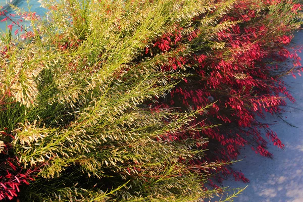 Цветы Фейерверков Russelia Equisetiformis Кусте Фонтана — стоковое фото