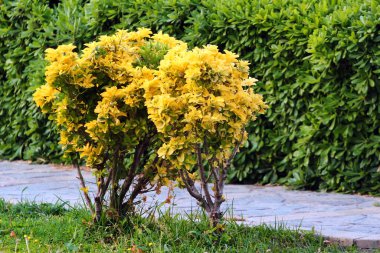 Japon spindletree, veya Altın Euonymus japonicus 'Aureomarginatus' çalı