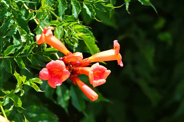 Fényes Vörös Virágok Trombita Szőlő Vagy Trombita Fakusz Campsis Radicans — Stock Fotó