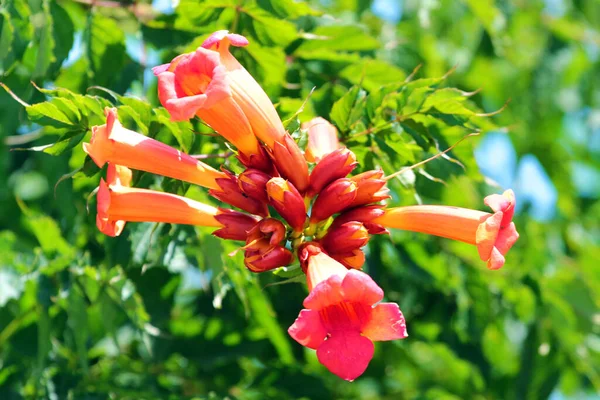 Fényes Vörös Virágok Trombita Szőlő Vagy Trombita Fakusz Campsis Radicans — Stock Fotó