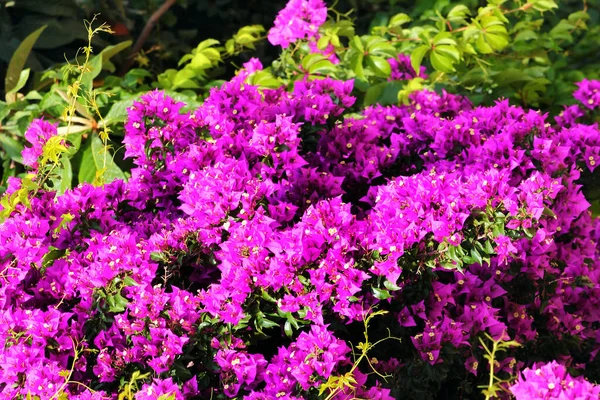 Розовые Паперти Цветы Bougainvillea Glabra Саду — стоковое фото