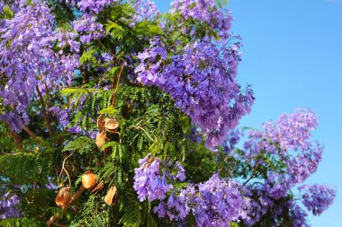 Çiçekli mavi jakaranda, Jacaranda mimozofolisi çiçekleri