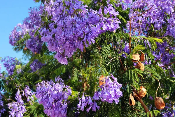 Blue jacaranda in blossom, Jacaranda mimosifolia flowers