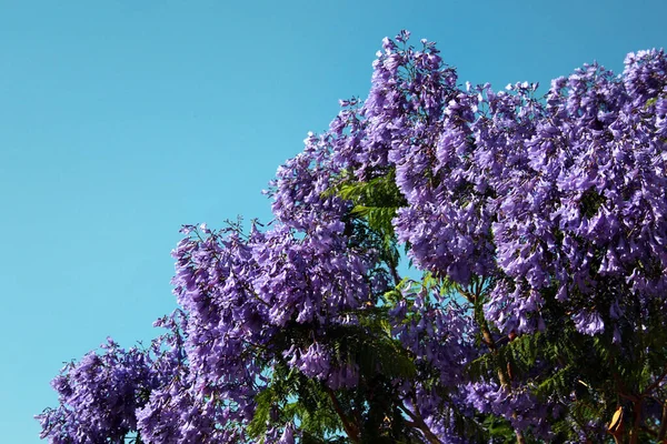 Modrá Jacaranda Květu Jacaranda Mimosifolia Květiny — Stock fotografie