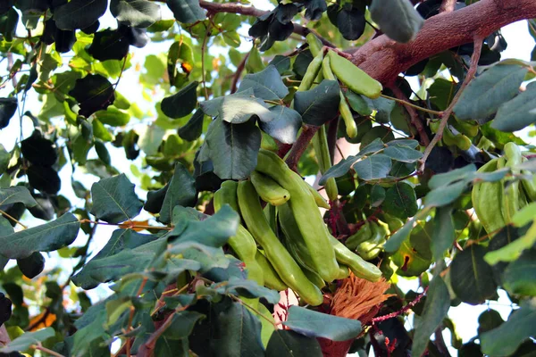 Filtros Não Maduros Alfarrobeira Ceratonia Siliqua — Fotografia de Stock