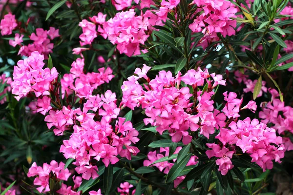 Rózsaszín Oleander Virágok Rózsa Babér Cserje Virágban — Stock Fotó