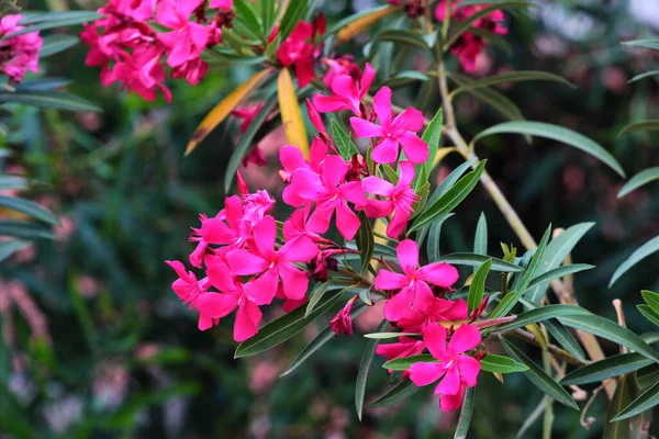 Rózsaszín Oleander Virágok Rózsa Babér Cserje Virágban — Stock Fotó