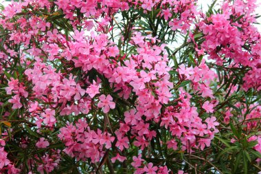 Pembe zakkum çiçekleri. Gül defne çalısı çiçek açtı.. 