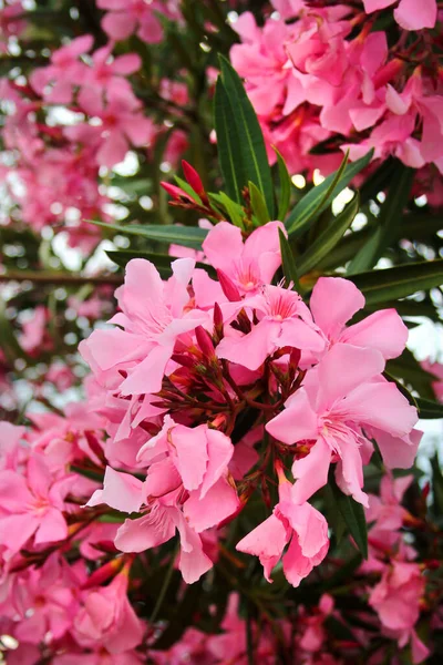 Rózsaszín Oleander Virágok Rózsa Babér Cserje Virágban — Stock Fotó