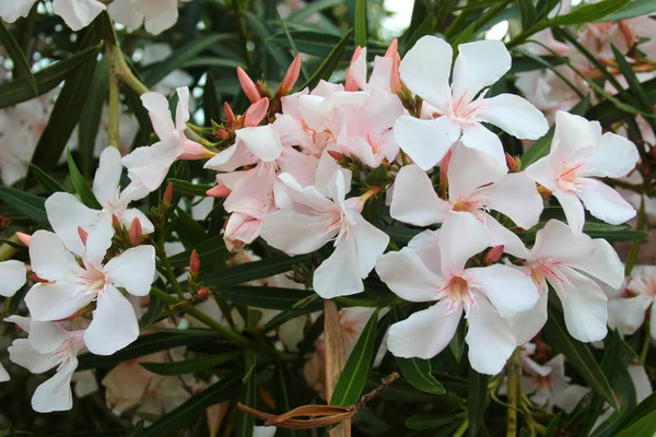 Białe Kwiaty Oleandry Krzew Laurowy Różany Kwiatach — Zdjęcie stockowe
