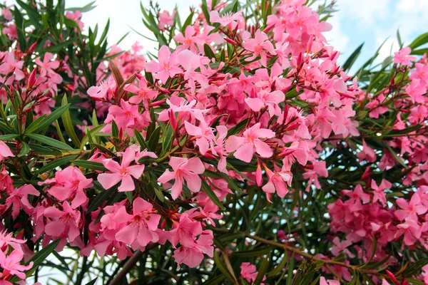 Pembe zakkum çiçekleri. Gül defne çalısı çiçek açtı.. 