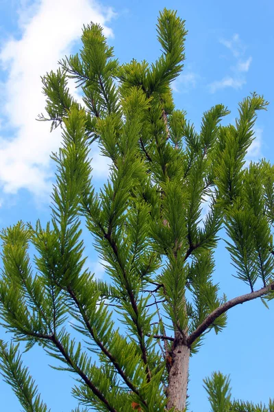 Kel selvi ya da Taxodium distichum ağacı. Taze yeşil yapraklar yakın plan resmi