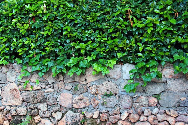 Green hedge on old stone wall
