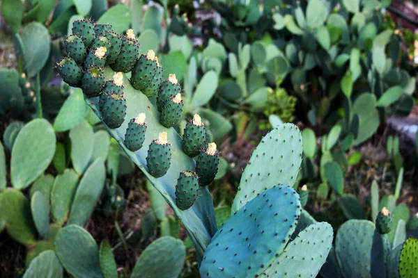 Опунция Кактус Бутонами Сочные Растения Качестве Фона — стоковое фото