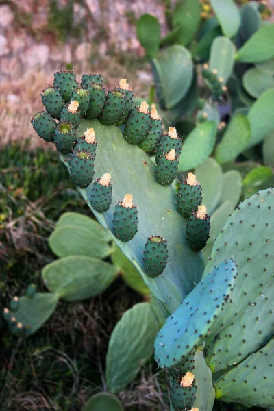 Opuntia Kaktus Mit Knospen Sukkulente Als Hintergrund — Stockfoto