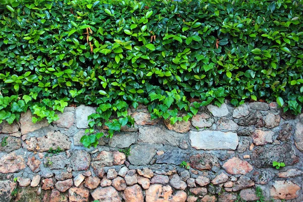 Cobertura Verde Pared Piedra Vieja —  Fotos de Stock