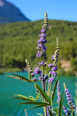 Chaste ağacının mavi çiçeği ya da vahşi doğadaki Monnikspeper. Vitex agnus-castus, tropikal ve subtropikal çiçekli bir bitki cinsidir..