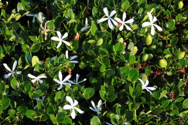 Doğal erik, veya Carissa makrocarpa beyaz çiçekler ve yeşil meyveler