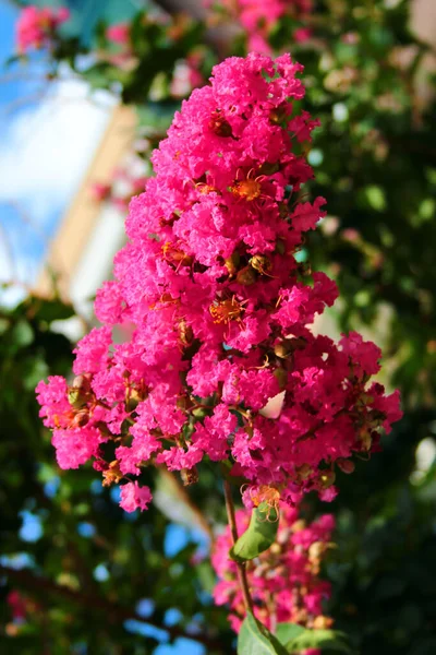 Цветок Мирта Lagroroemia Indica Дереве — стоковое фото