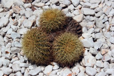Altın fıçı kaktüs, ya da beyaz çakıl üzerinde Echinocactus grusonii.