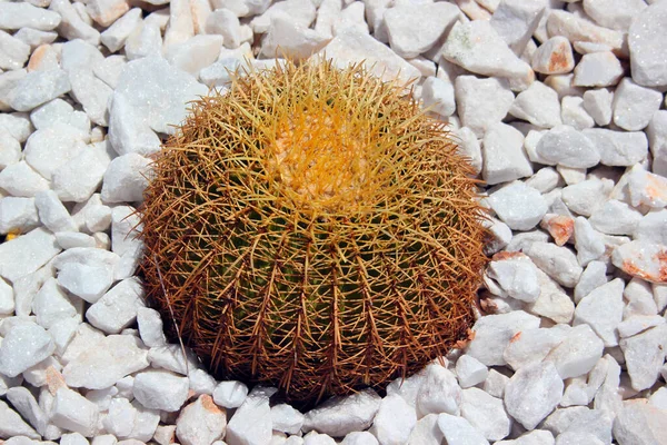 Золотой Бочонок Кактуса Echinocactus Grusonii Белом Гравии — стоковое фото