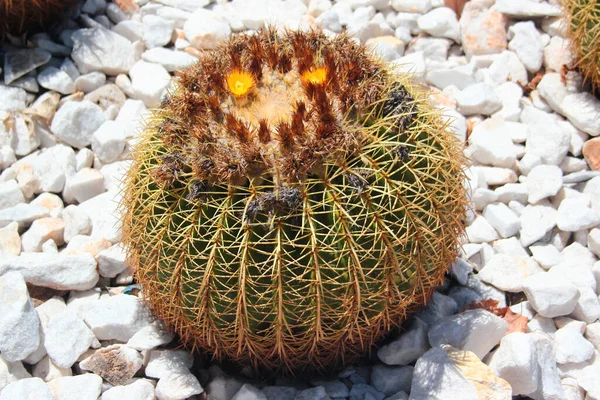 Золотой Бочонок Кактуса Echinocactus Grusonii Белом Гравии — стоковое фото