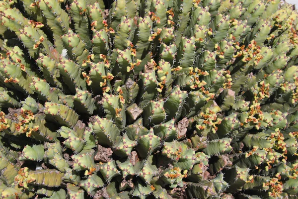 Всплеск Смолы Euphorbia Resinifera Растение Саду — стоковое фото