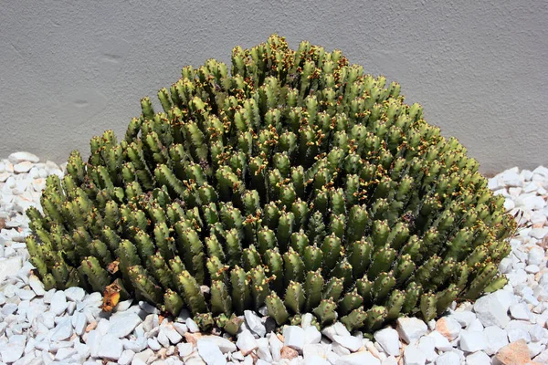 Resin Spurge Euphorbia Resinifera Bir Bahçede Bitki — Stok fotoğraf