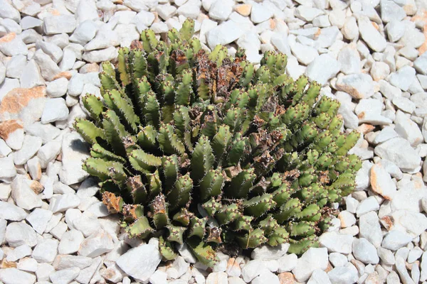 Resin Spurge Euphorbia Resinifera Plant Garden — Foto de Stock