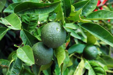 olgunlaşmamış yeşil portakal ağacı üzerinde