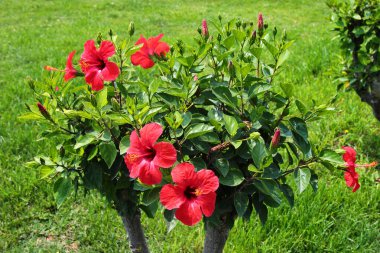 Çin 'in çiçek açan kırmızı çiçekleri, Sharon' ın gülü, hardy hibiscus, gül gülü, Çin amblemi, Hawaii amblemi ya da ayakkabı karatavuğu