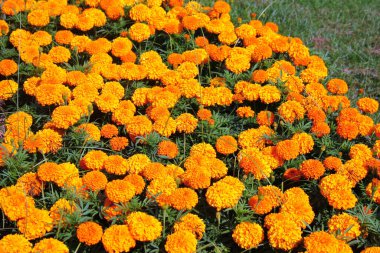 Meksika kadife çiçekleri ya da bahçeye dikilmiş Tagetes çiçekleri.